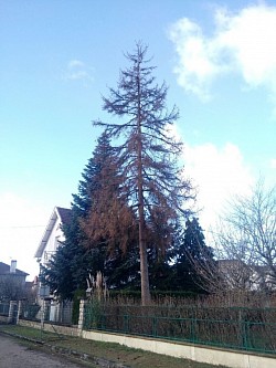 Sapin devenu sec