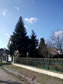 Arbre abattu travaux réalisés sans contrainte