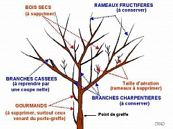 Explications concernant l'entretien des fruitiers