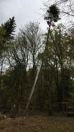 Sapin qui penche l'abatage étais devenue une nécessité