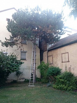 Arbre mal placé près des habitations