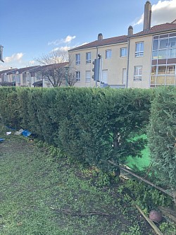 Taille de haie après