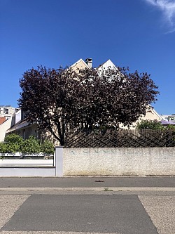 Taille de prunus après