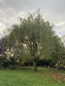 Remise à zéro d’un saule pleureur avant