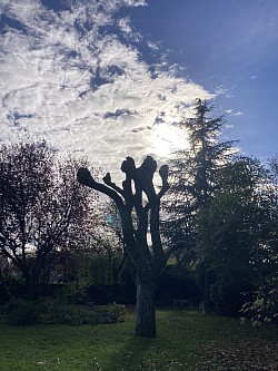 Remise à zéro d’un saule pleureur après