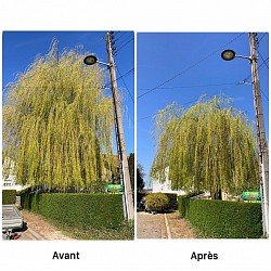 Vieux noyer qui avait besoin de lumière
